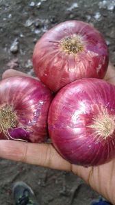 Red Onion