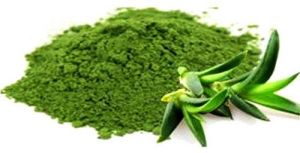 aloe vera dried powder