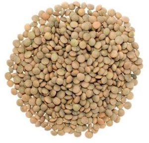 Brown Lentil