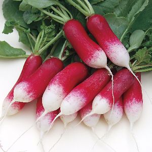 Fresh Radish