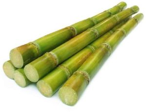 fresh sugarcane