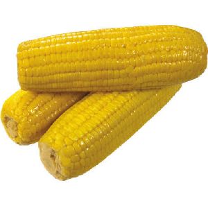 natural yellow maize