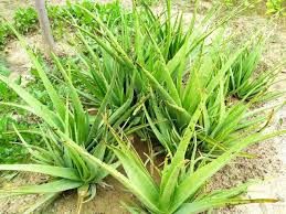 aloe leaf