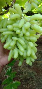 Seedless Green Grapes