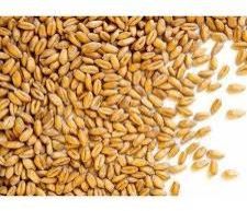 natural wheat seeds