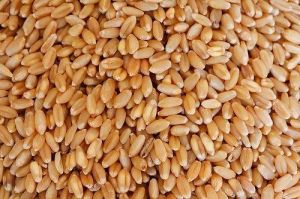 Raw Wheat Seeds