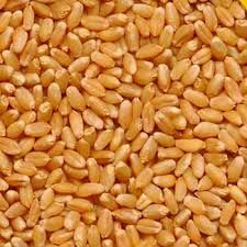 whole wheat seeds