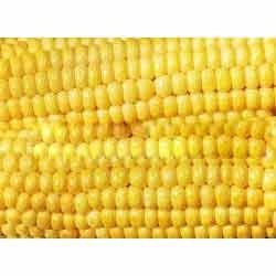 Maize Grain