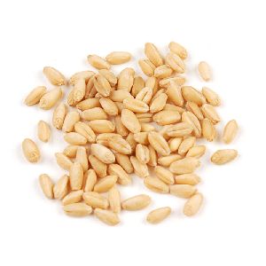 Soft White Wheat Seeds