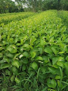 Apple Ber plant