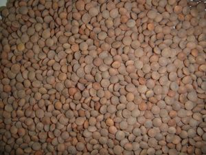 Australian Red Lentil Whole