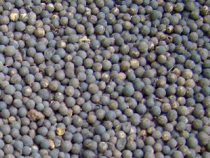 Vidanga Embelia Ribes