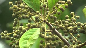 Vidanga Embelia Ribes