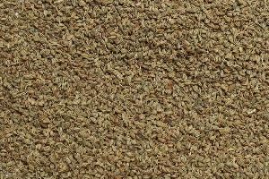 Carom Seed