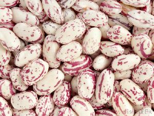 Cranberry Beans