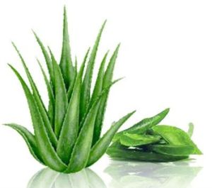 Freeze Dried Aloe Vera Powder