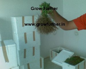 Stevia Plants