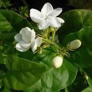 Jasmine Oil