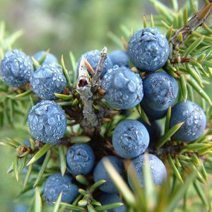 Juniper Berry Oil