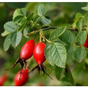 rosehip oil