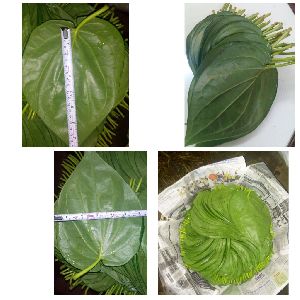 Green Betel Leaves