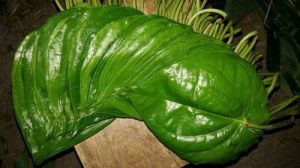 Natural Betel Leaves