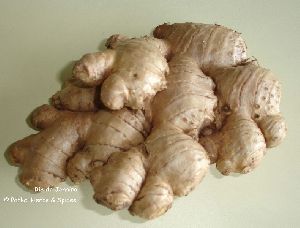 Fresh Ginger Reo De Geneiro