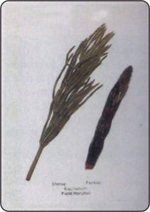 Horse Tail