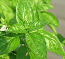 Basil Oil, ocimum Sanctum