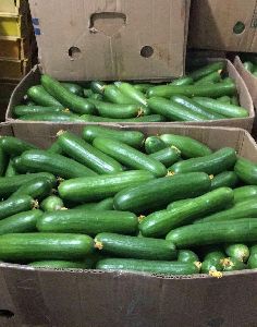 english cucumber