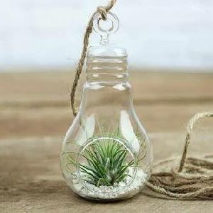 Borosilicate Glass Terrarium