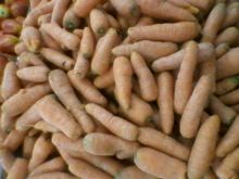 Fresh Carrots