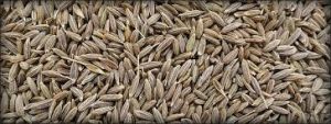 fresh cumin seeds