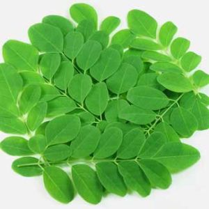 Moringa Leaf