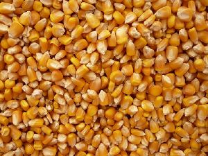 Human Feed Yellow Maize