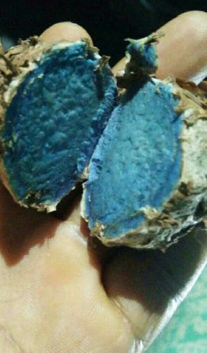 black turmeric
