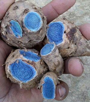 black turmeric