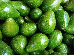 Fresh Avocado