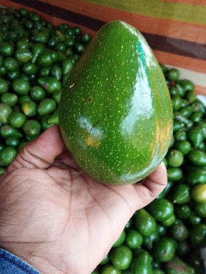 Fresh Avocado
