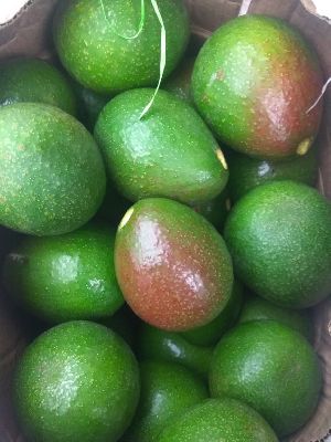 Fresh Avocado