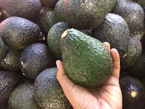 Fresh Avocado