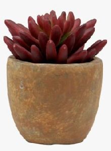 Maroon Succulent Artificial Plant