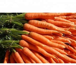 Fresh Carrot