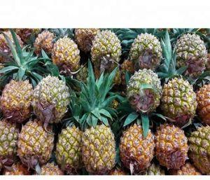 Fresh Pineapple