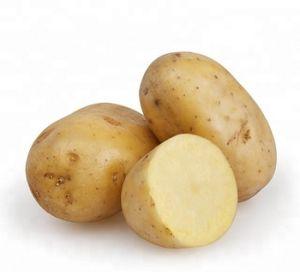 Potato
