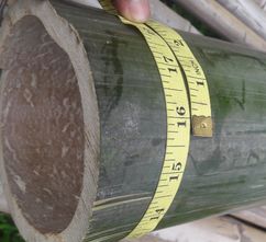Assam Bamboo Pole