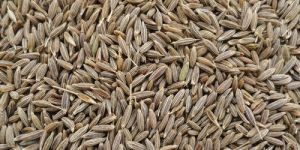 Brown Cumin Seeds