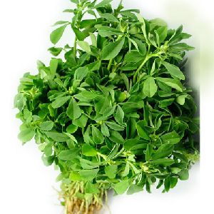 Green Fenugreek Leaves