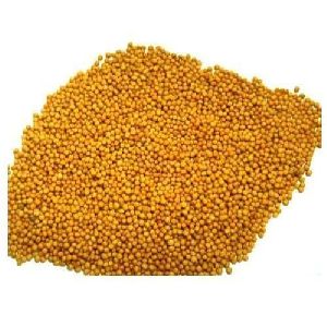 Indian Mustard Seeds