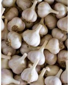 Garlic